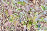 A photograph of the species Bombycilla cedrorum, not of this specimen