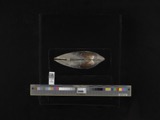 A photograph of the species Actinonaias ligamentina, not of this specimen