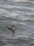 A photograph of the species Gavia immer, not of this specimen