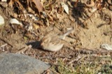 A photograph of the species Spizella pusilla, not of this specimen