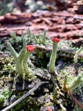 A photograph of the species Cladonia macilenta, not of this specimen