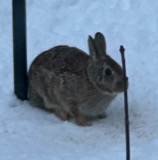 A photograph of the species Sylvilagus floridanus, not of this specimen