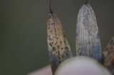 A photograph of the species Diaporthe Nitschke, not of this specimen