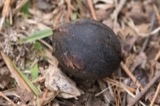 A photograph of the species Carya glabra, not of this specimen