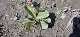 A photograph of the species Limonium vulgare, not of this specimen
