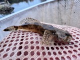 A photograph of the species Cottus bairdii, not of this specimen