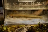 A photograph of the species Lythrurus umbratilis, not of this specimen