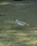 A photograph of the species Tringa flavipes, not of this specimen