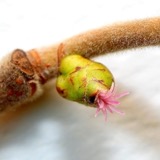 A photograph of the species Corylus L., not of this specimen