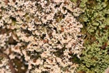 A photograph of the species Cladonia caespiticia, not of this specimen
