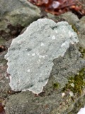 A photograph of the species Ochrolechia yasudae, not of this specimen