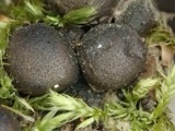 A photograph of the species Lycogala epidendrum, not of this specimen