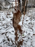 A photograph of the species Solidago flexicaulis, not of this specimen