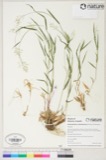 A photograph of the species Dichanthelium sabulorum, not of this specimen