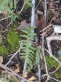 A photograph of the species Polypodium virginianum, not of this specimen