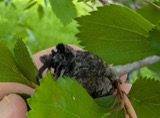 A photograph of the species Gymnosporangium clavipes, not of this specimen
