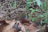 A photograph of the species Seiurus aurocapilla, not of this specimen