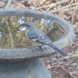 A photograph of the species Mimus polyglottos, not of this specimen