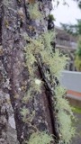 A photograph of the species Usnea subfloridana, not of this specimen