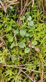 A photograph of the species Linnaea borealis, not of this specimen