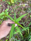 A photograph of the species Helianthus microcephalus, not of this specimen