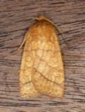 A photograph of the species Pyreferra hesperidago, not of this specimen
