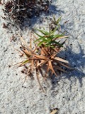 A photograph of the species Cyperus aristatus, not of this specimen