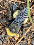 A photograph of the species Bombus pensylvanicus, not of this specimen