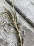 A photograph of the species Potamogeton robbinsii, not of this specimen
