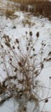 A photograph of the species Centaurea jacea, not of this specimen