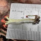 A photograph of the species Cladonia cristatella, not of this specimen