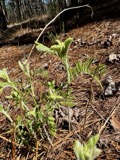 A photograph of the species Tephrosia virginiana, not of this specimen