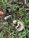 A photograph of the species Amanita phalloides, not of this specimen