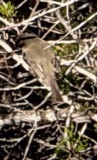 A photograph of the species Sayornis phoebe, not of this specimen