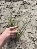 A photograph of the species Allium canadense, not of this specimen