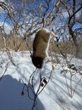 A photograph of the species Peromyscus leucopus, not of this specimen