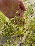 A photograph of the species Fuirena pumila, not of this specimen