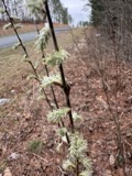 A photograph of the species Salix humilis, not of this specimen