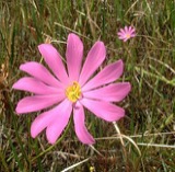 A photograph of the species Sabatia dodecandra, not of this specimen