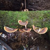 A photograph of the species Stereum versicolor, not of this specimen