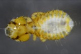 A photograph of the species Strigiphilus Mjoberg, not of this specimen