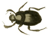 A photograph of the species Canthon laevis, not of this specimen