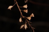 A photograph of the species Collinsonia canadensis, not of this specimen