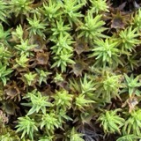 A photograph of the species Atrichum angustatum, not of this specimen