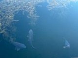 A photograph of the species Cyprinus carpio, not of this specimen