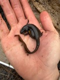 A photograph of the species Notophthalmus viridescens, not of this specimen