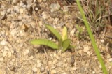A photograph of the species Spiranthes magnicamporum, not of this specimen