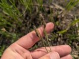 A photograph of the species Carex buxbaumii, not of this specimen