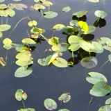 A photograph of the species Nuphar advena, not of this specimen