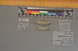 A photograph of the species Notropis boops, not of this specimen